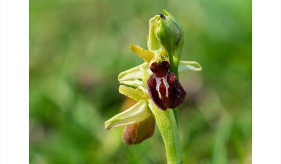 close up picture of a flower