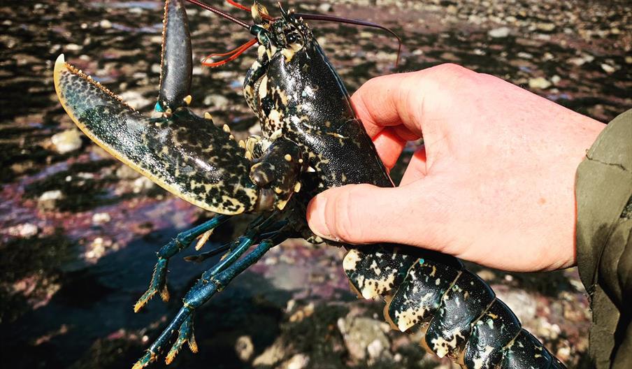 Image of a man holding a lobster