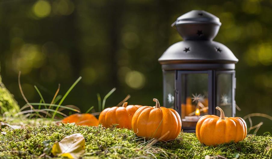 Abbotsbury Swannery Halloween Pumpkin Trail