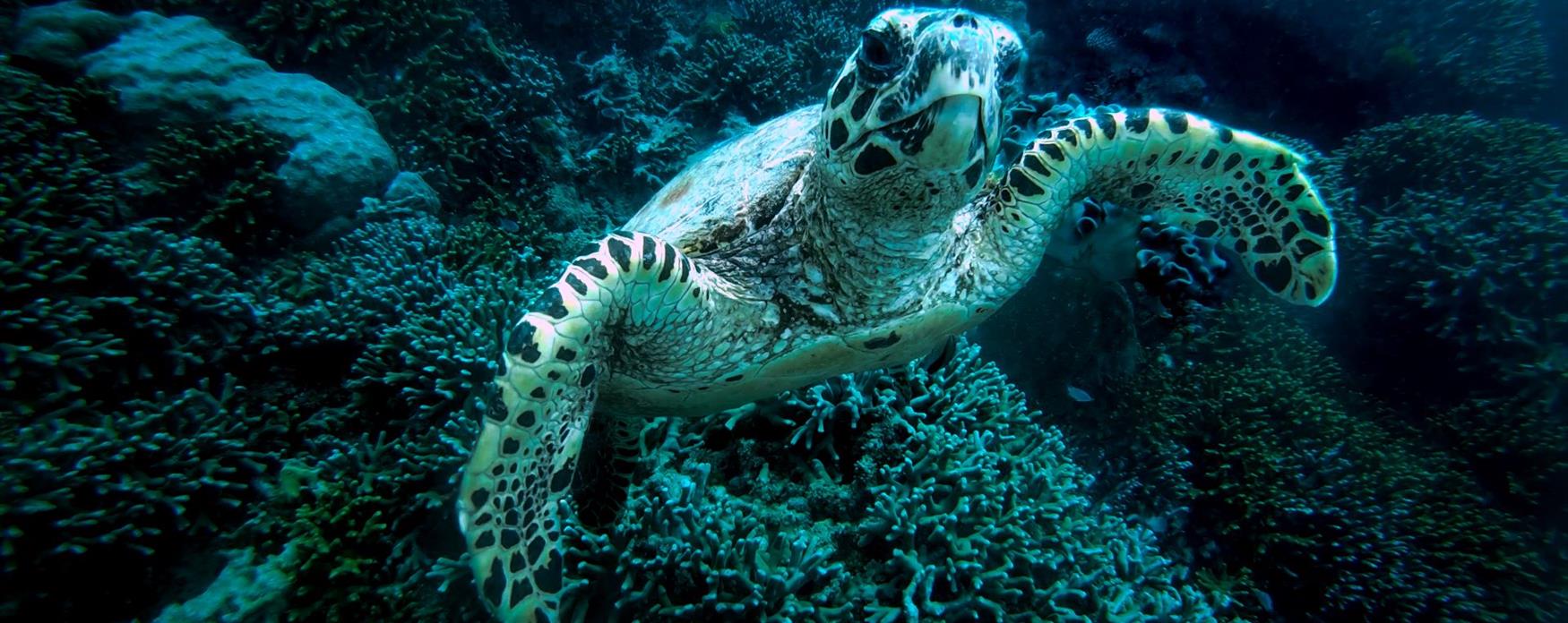 A large close up of a turtle swimming in the blue sea of the Great Barrier Reef