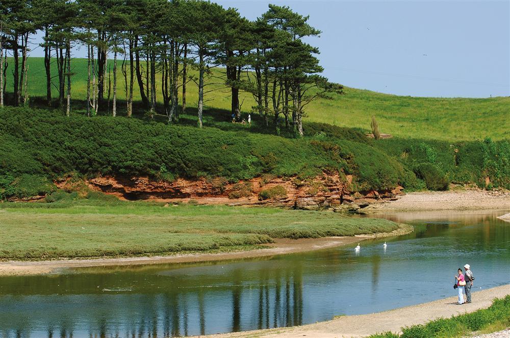 River Otter Budleigh