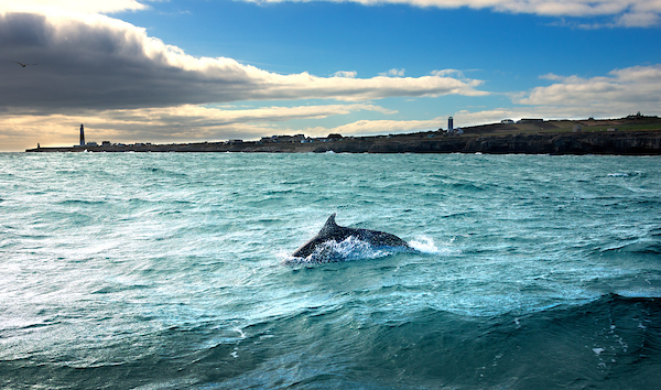 Bottlenose dolphin and three lighthouses, Portland Bill