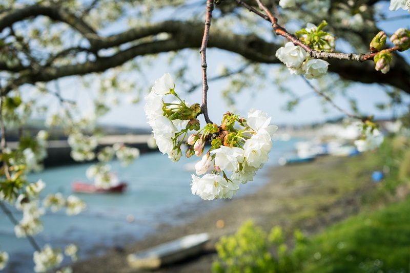 classic cottages february half-term