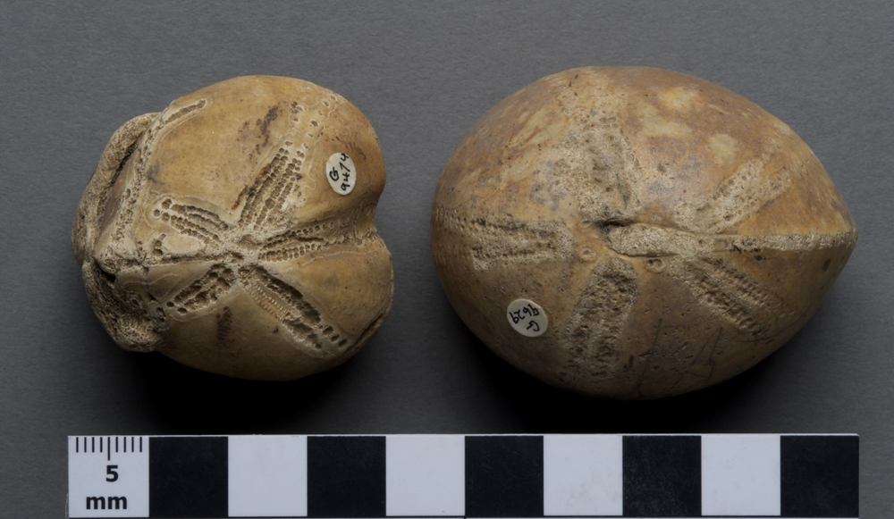 flint sea urchins