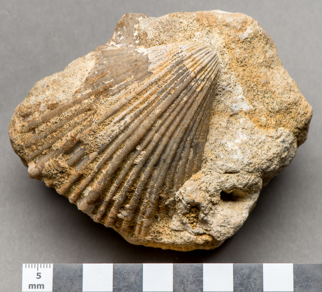 fossil sea shell