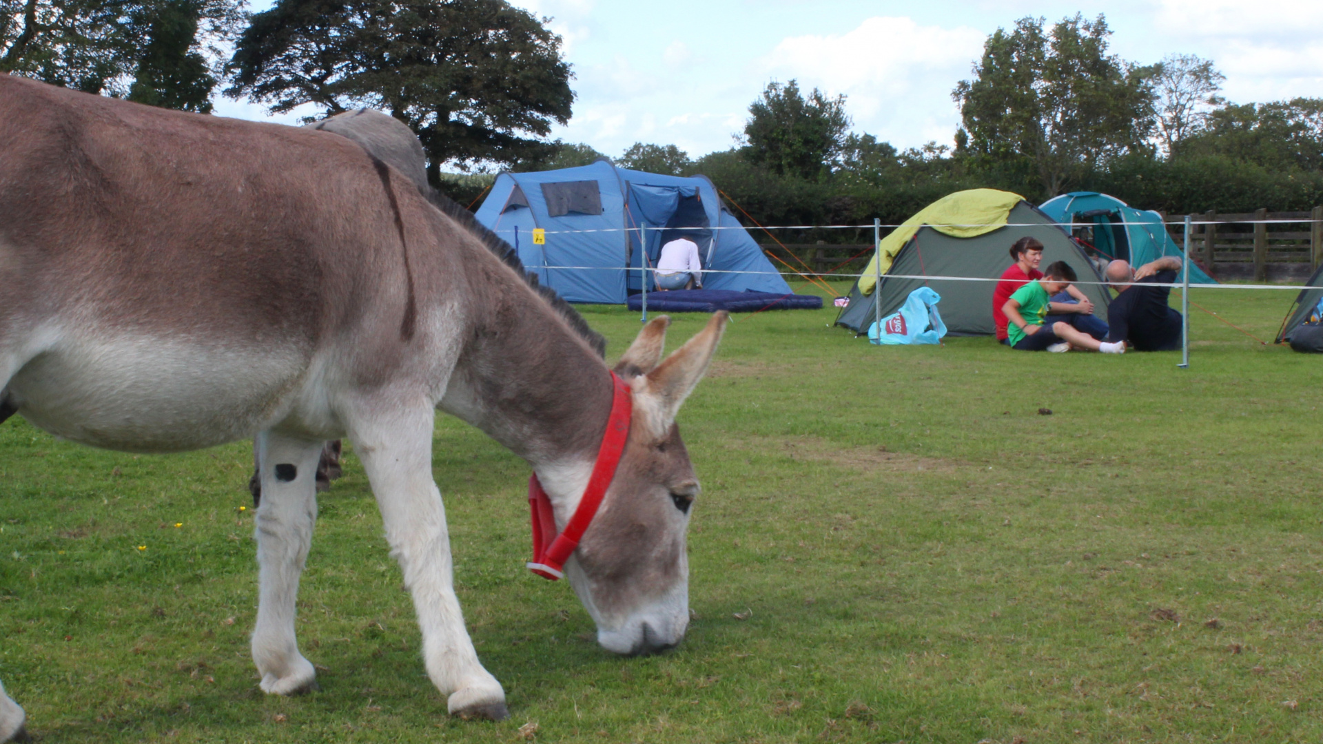 bray-and-stay-campers-and-donkey-grazing
