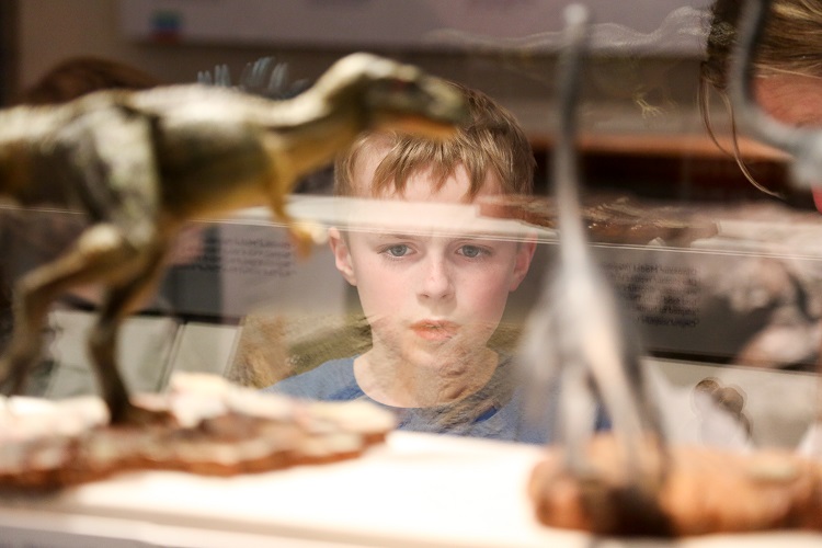 dorset county museum fossils