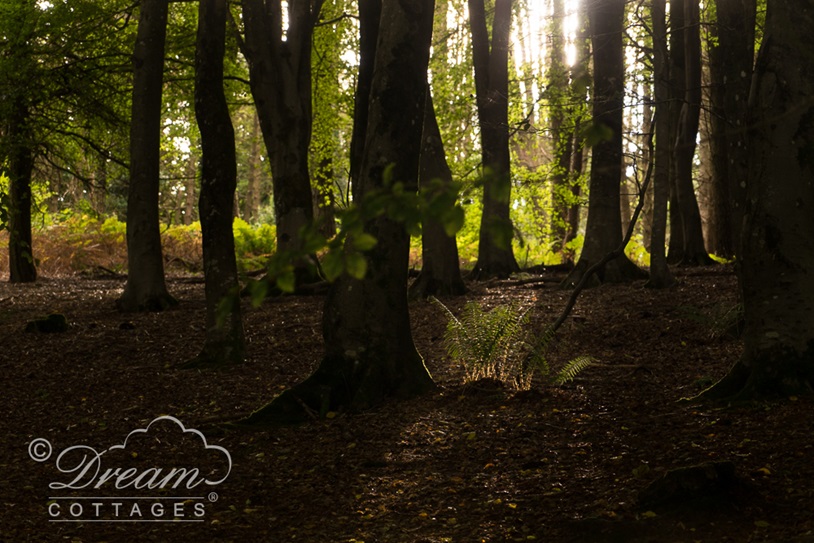 langdon hill woods