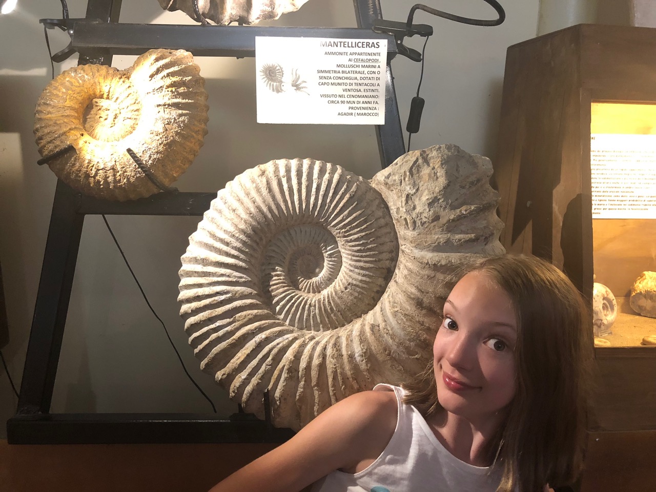 raffi ammonite