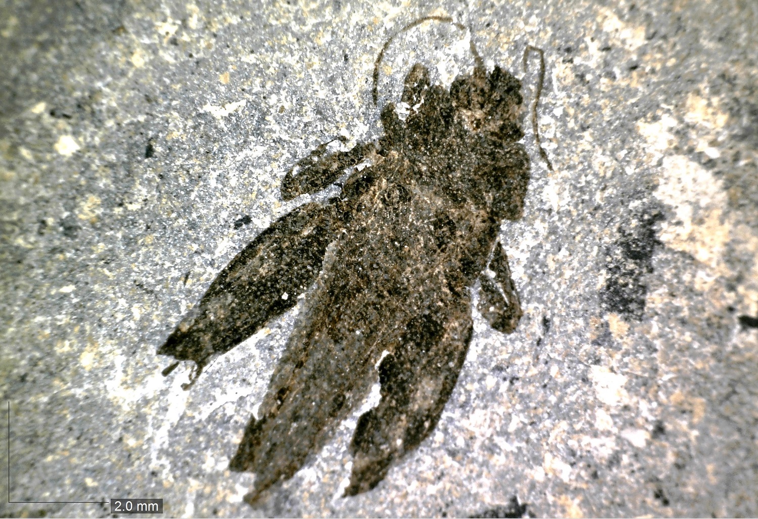 jurassic coast collection cricket