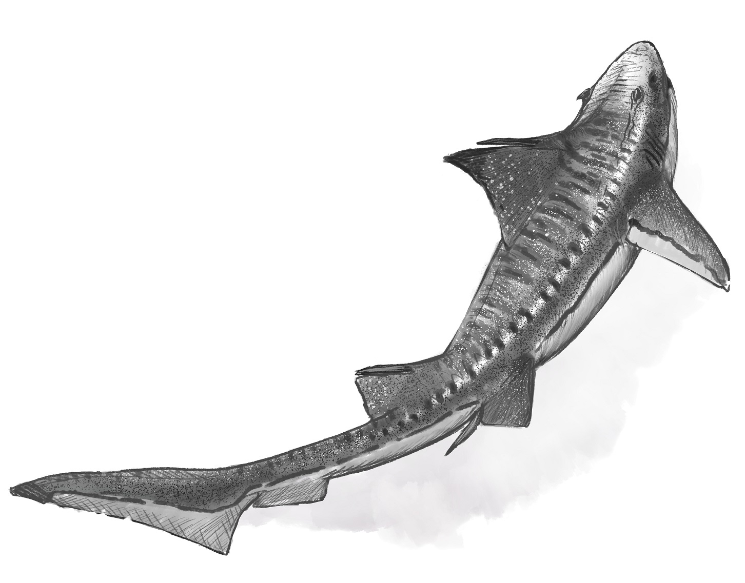Hybodus shark sketch Mark Witton
