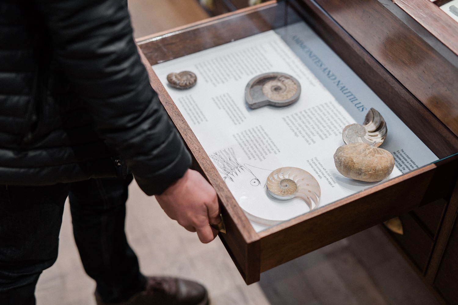 lyme regis museum fossil drawer