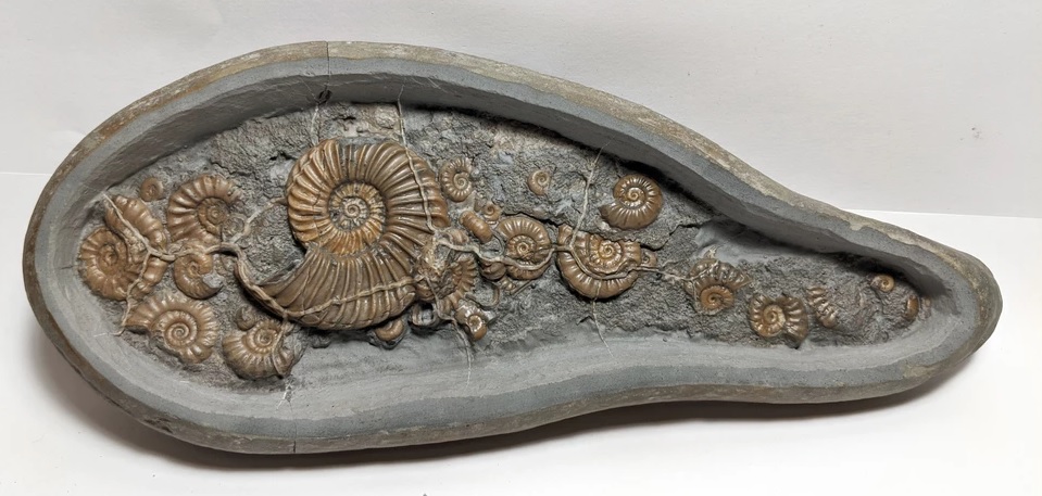 Ammonite assembly lizzie hingley