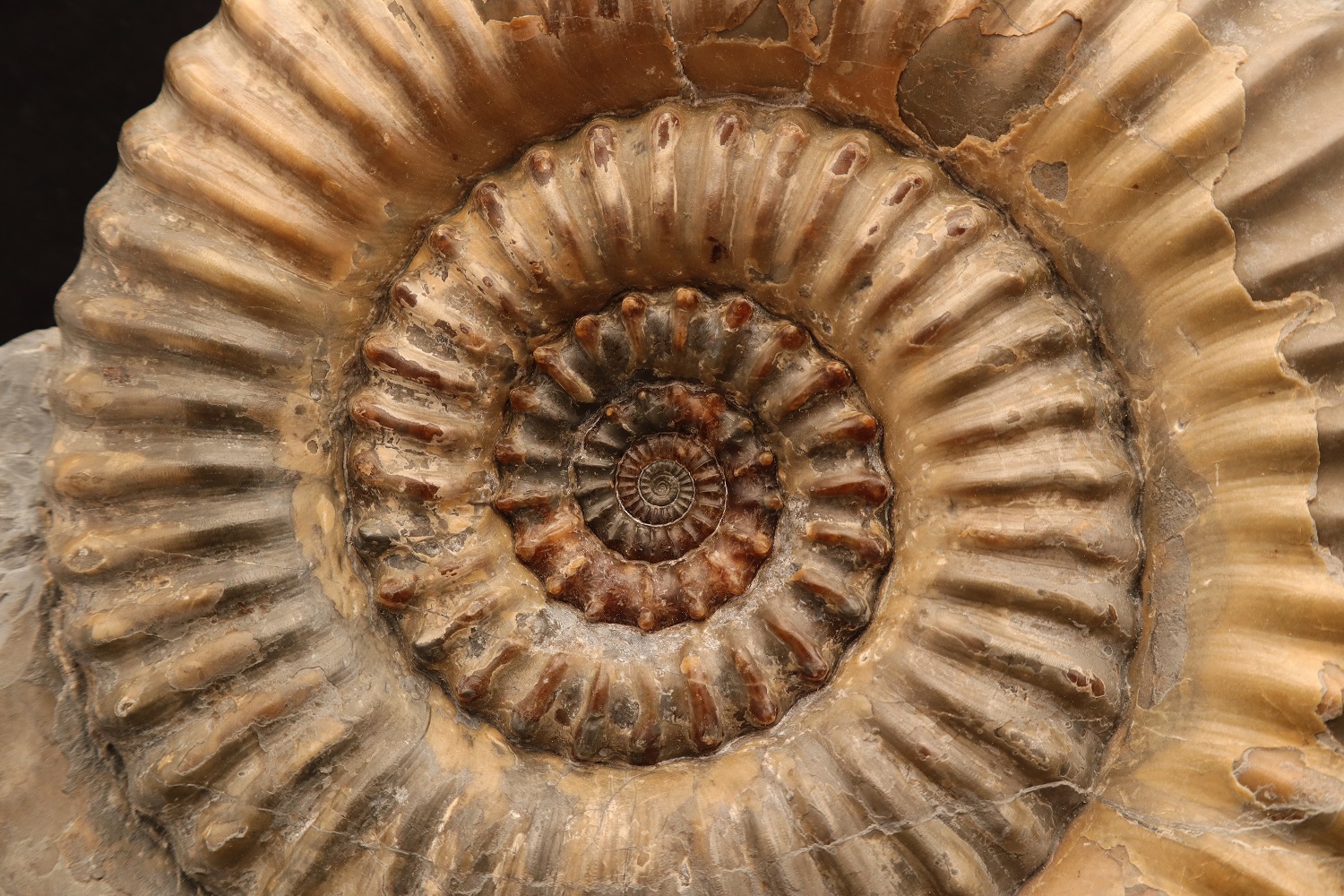 Xipheroceras ammonite lo-res IMG_1477