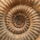 IMG_1477 Xipheroceras ammonite