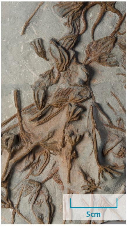 Brittlestar Dyrham