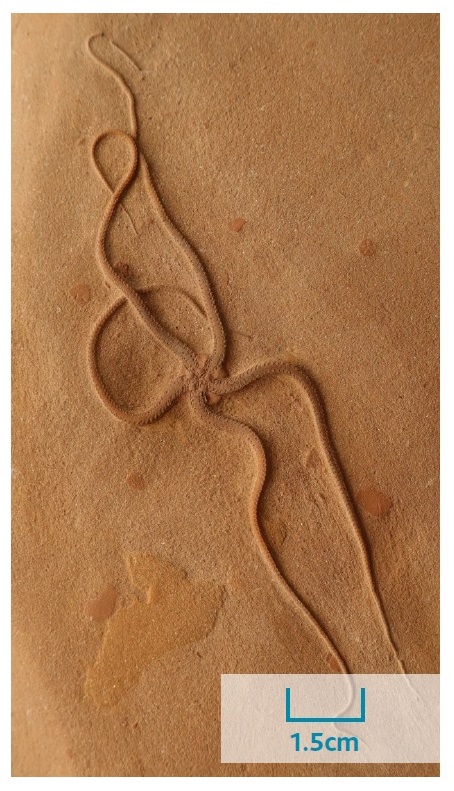 Brittlestar Eype