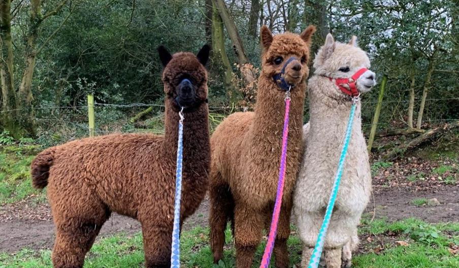 Bearhouse Alpacas