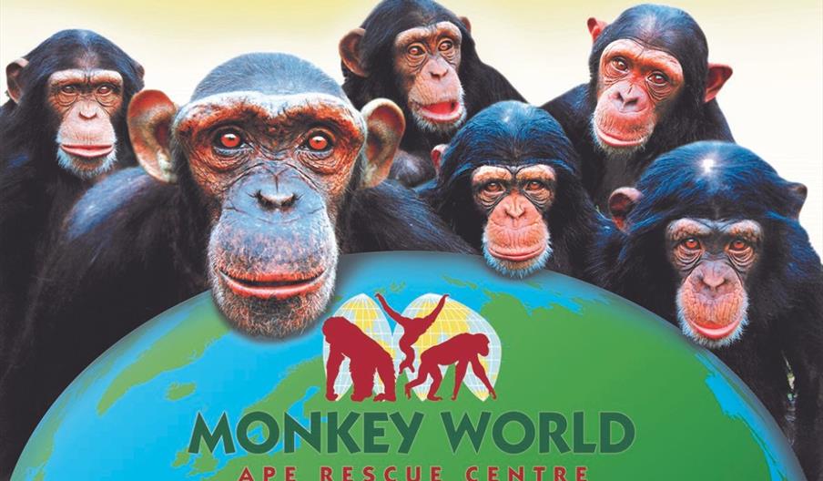 Monkey World – Ape Rescue Centre