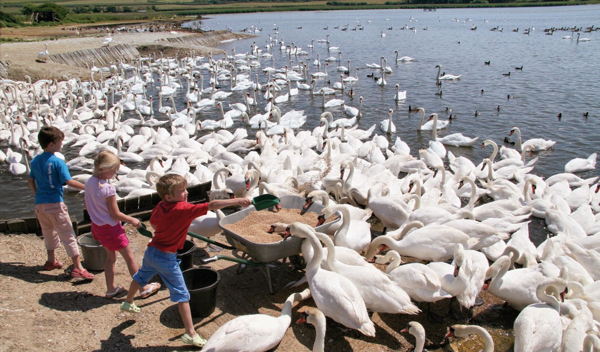 Abbotsbury Swannery