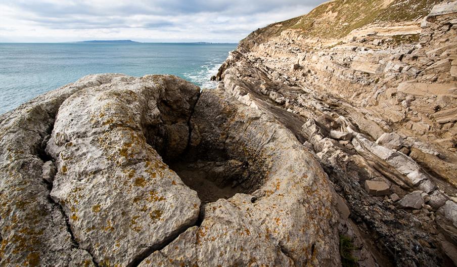 Lulworth Fossil Forest